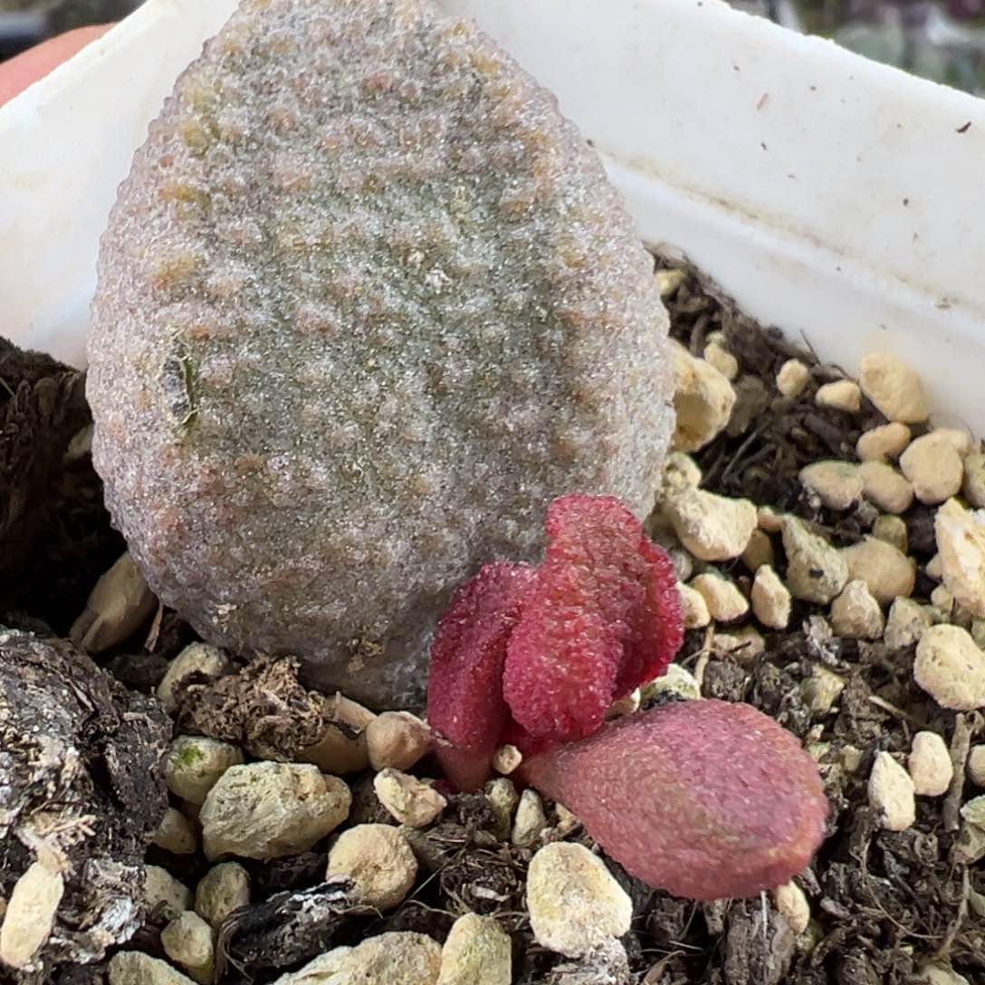 朱杂杂大苗多肉植物水泡