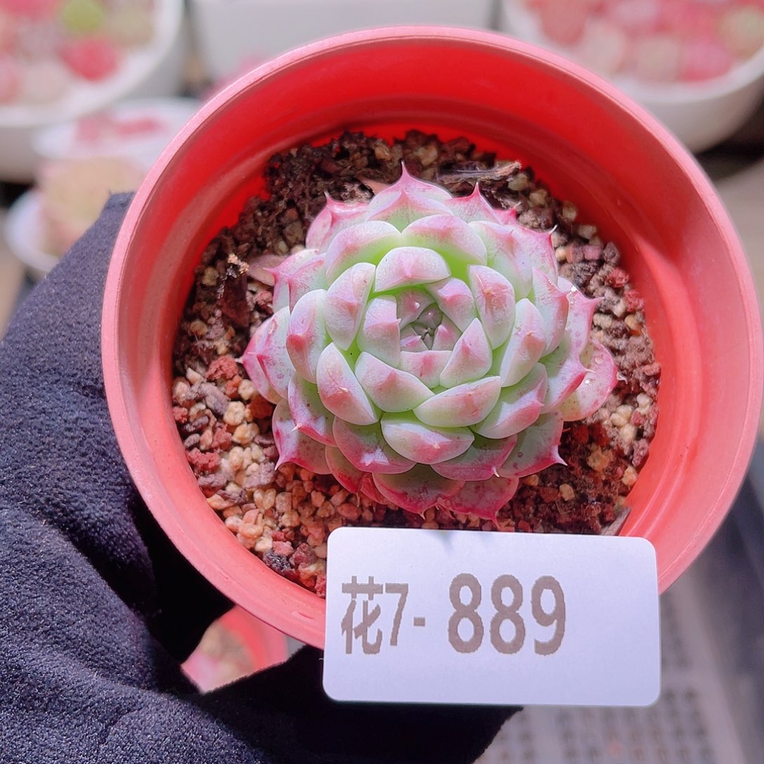 花利美7-889新品