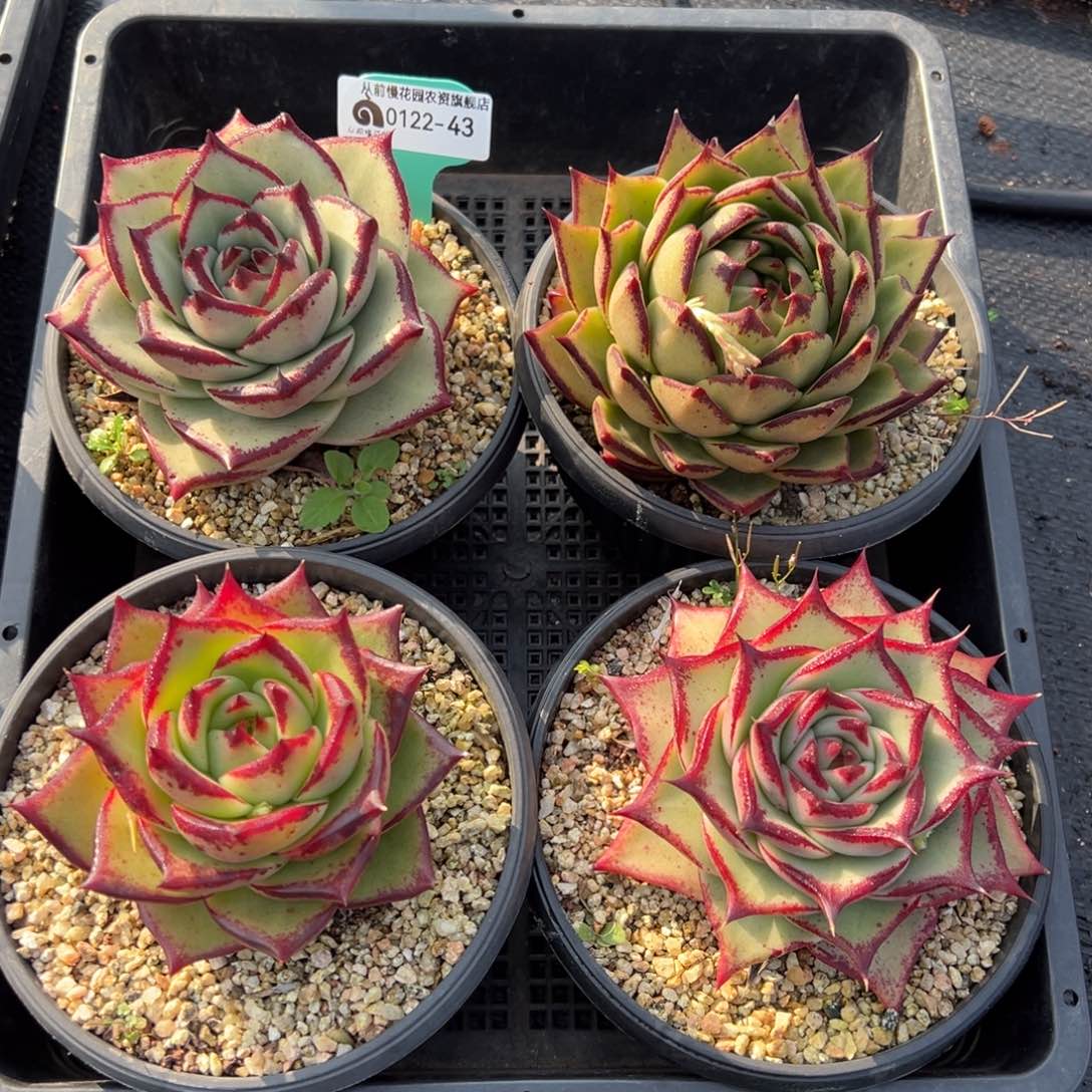 从前慢多肉精选编号0122.43