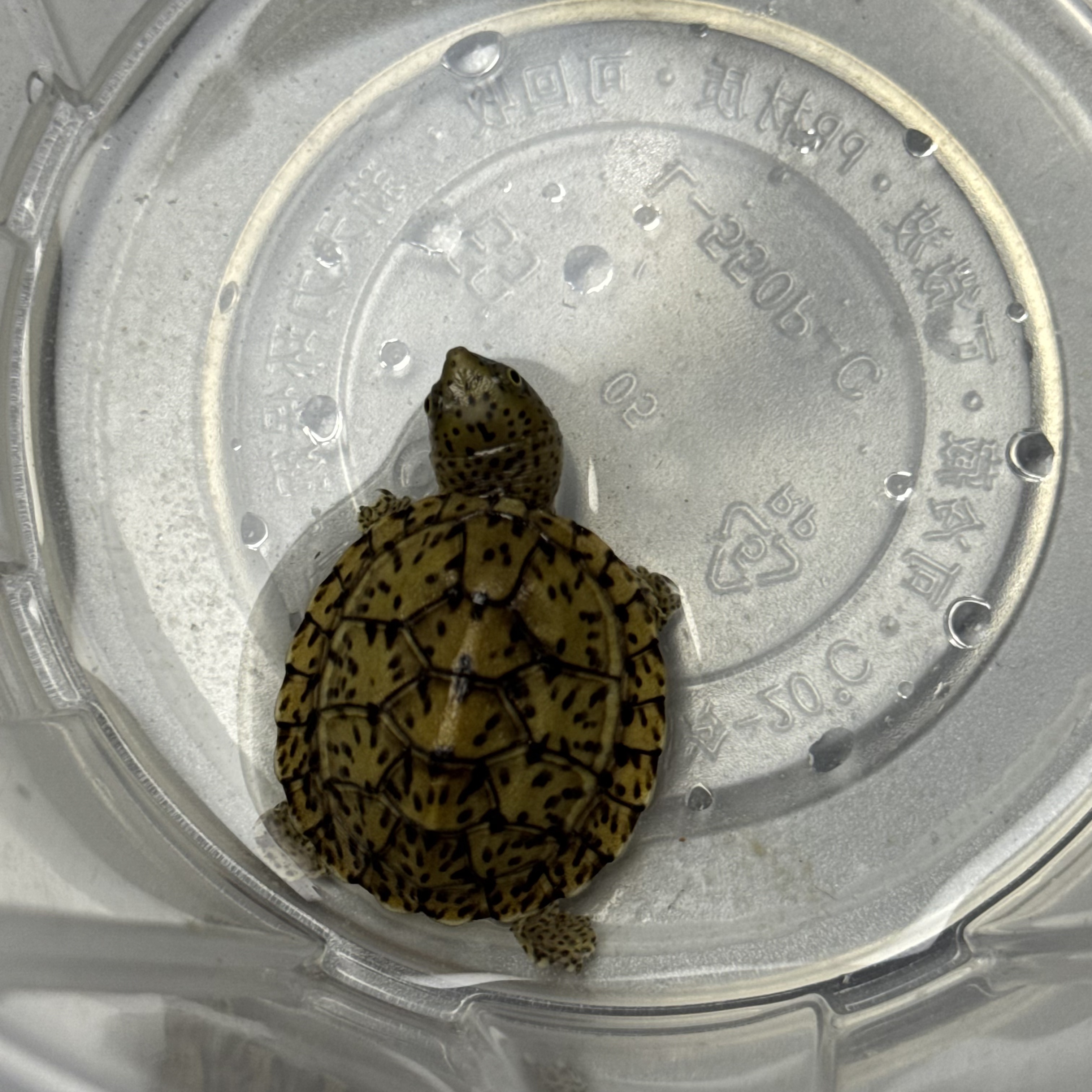 【已售】极品巨头苗【公温1】巨头蛋龟 251208