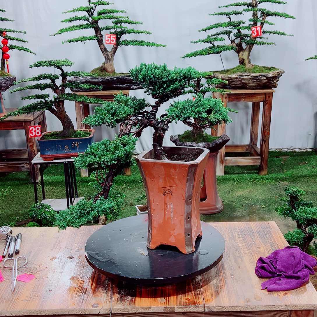 小老桩珍珠柏。11111