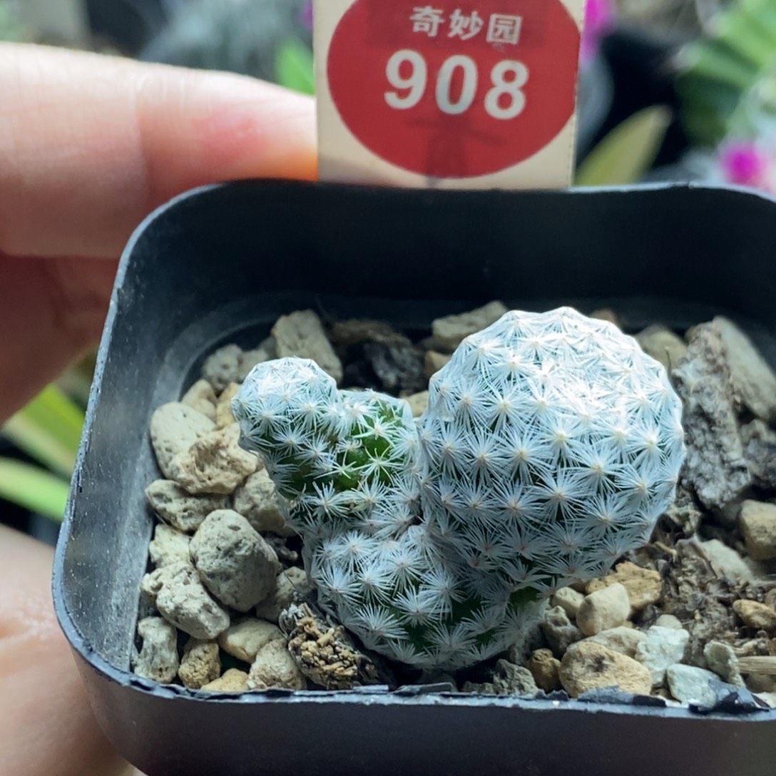 白鸟群一颗仙人球3688