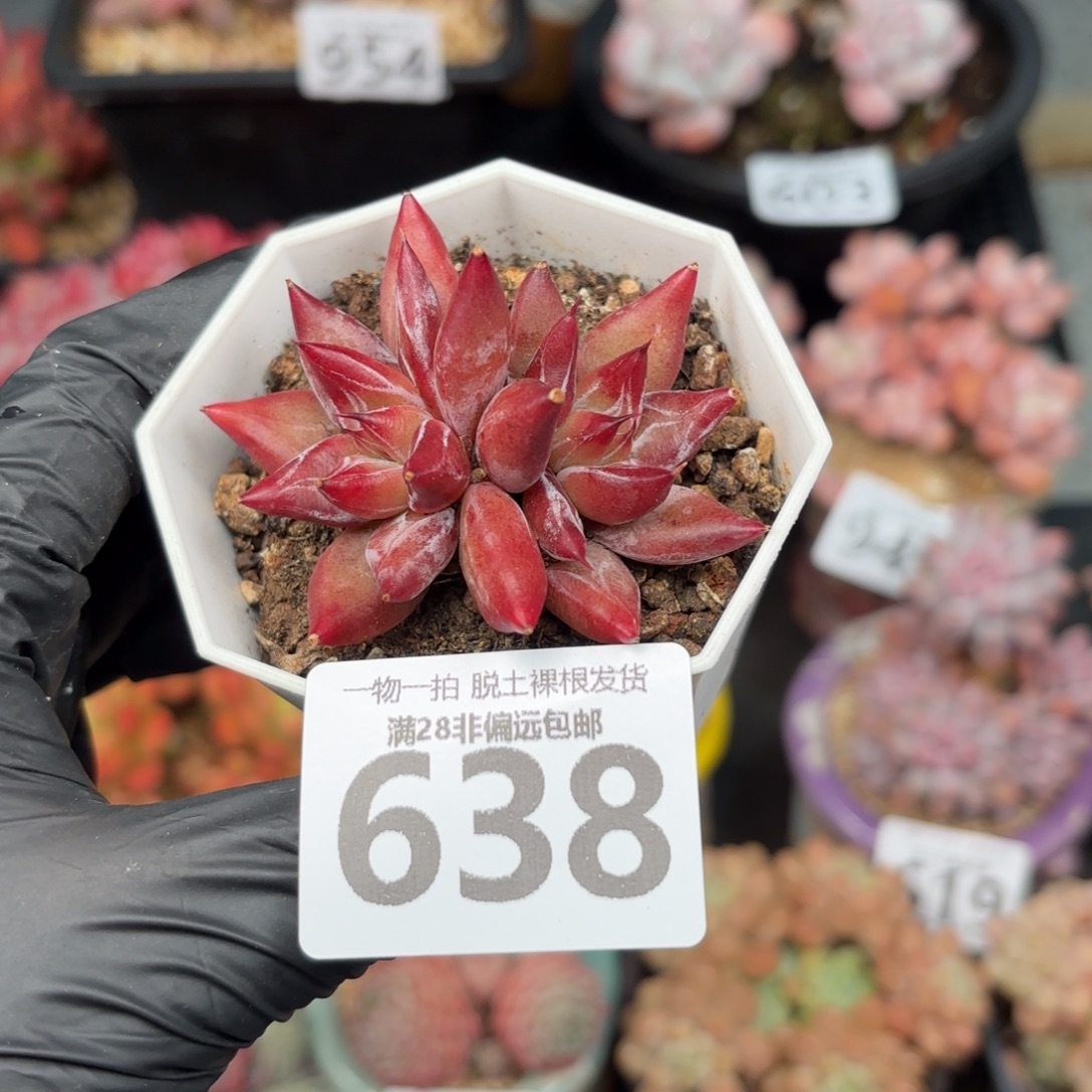 墨韵双头无盆土发货