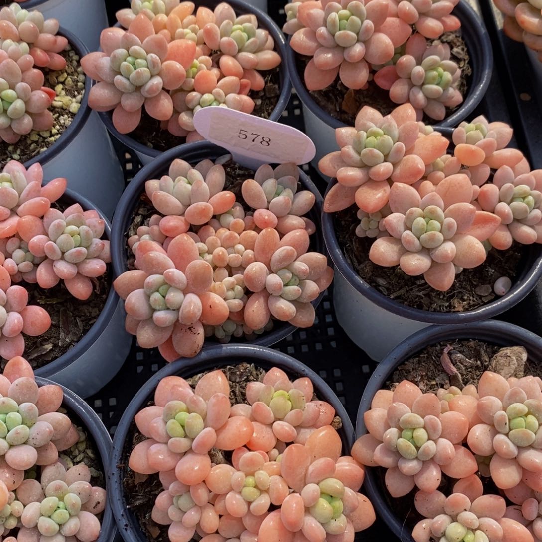 578-老桩果冻鱼子酱群一个