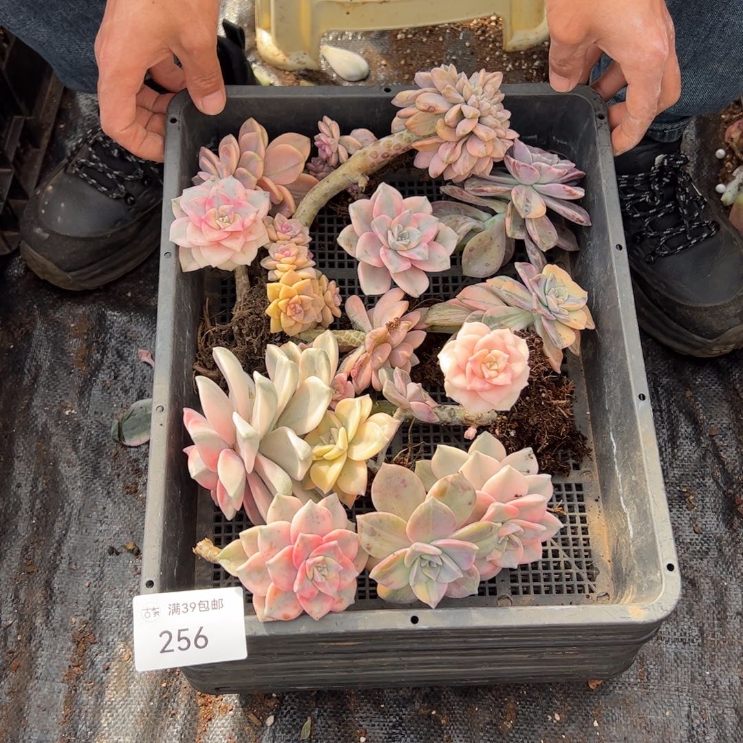 256紫乐锦老桩多肉植物