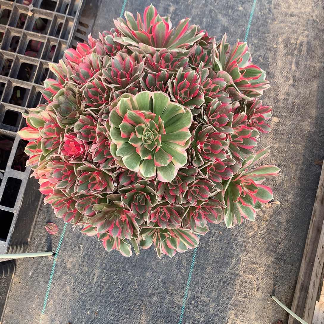 完全开放法师图片植物多肉