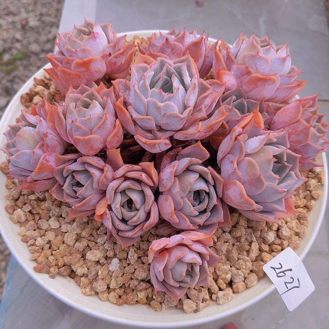 2627路西哪多肉植物带盆物流到付