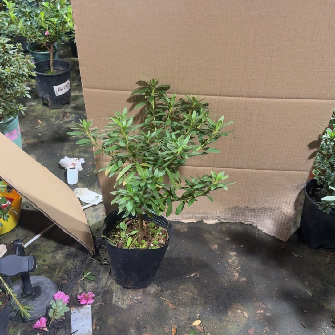 番***片完全开放岸牡丹杜鹃花