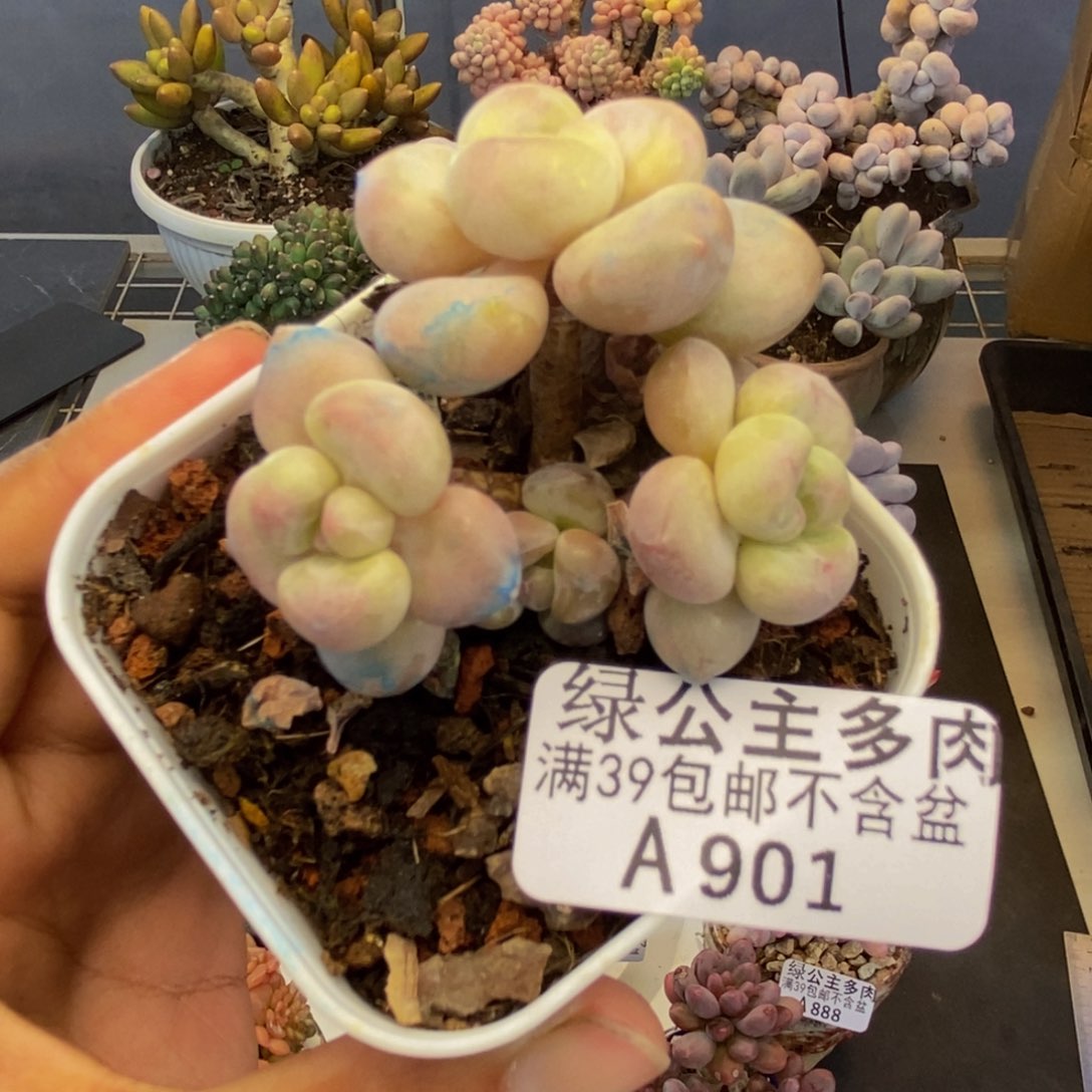 901萤火虫多肉4c m