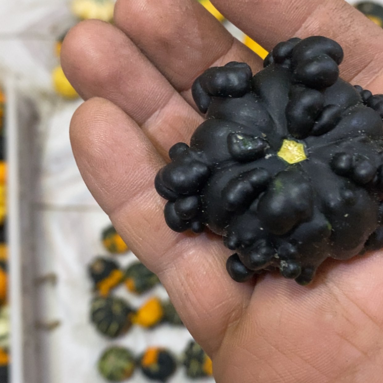 【闪购商品】芣***墨西哥七彩葫芦青皮葫芦