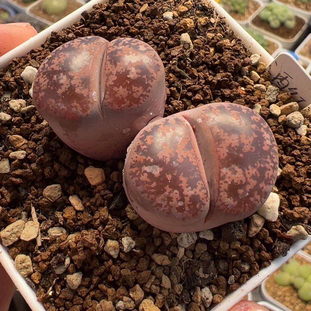 758多肉植物种类多样