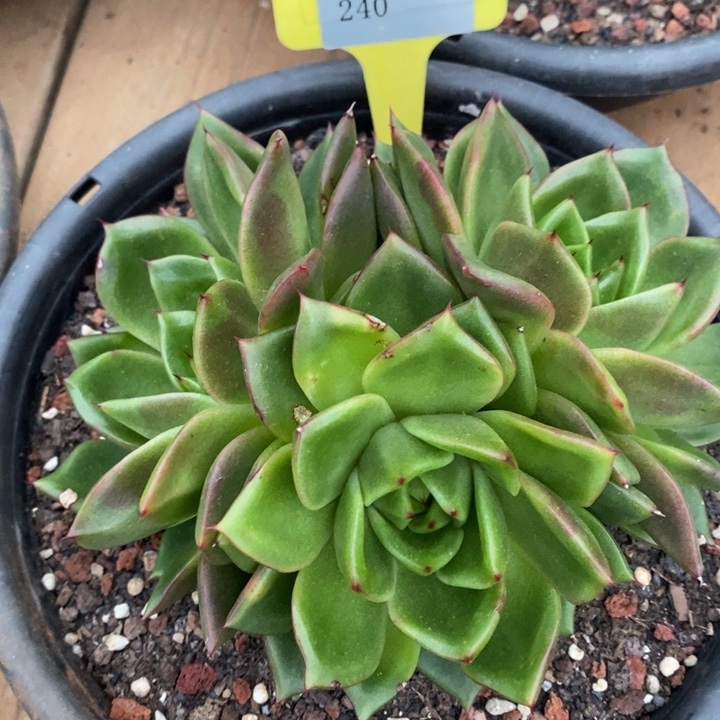 D240- 直播福利 史莱克