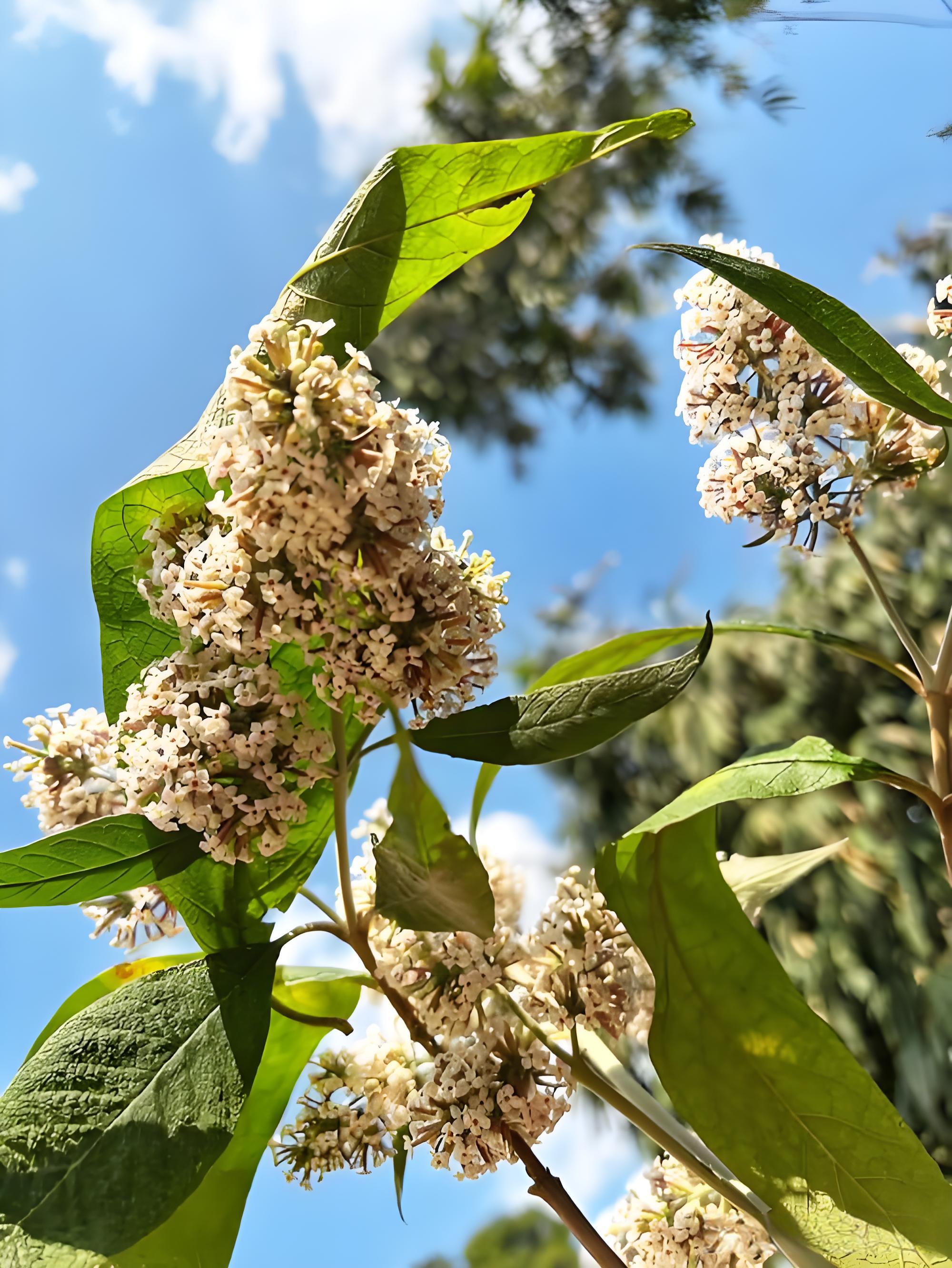 云南德宏特色山货染饭花密蒙花香味清淡