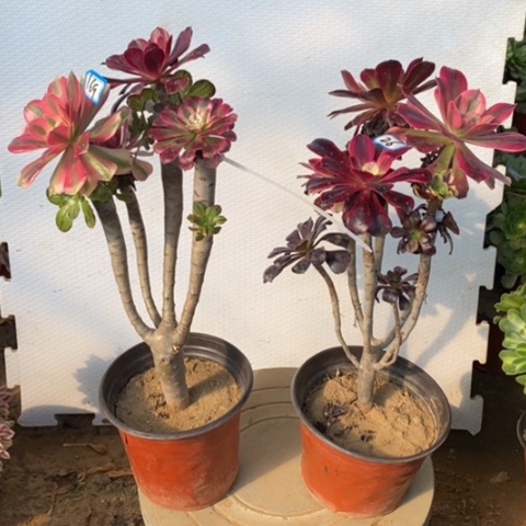 張**娘两颗法师嫁接一物一拍