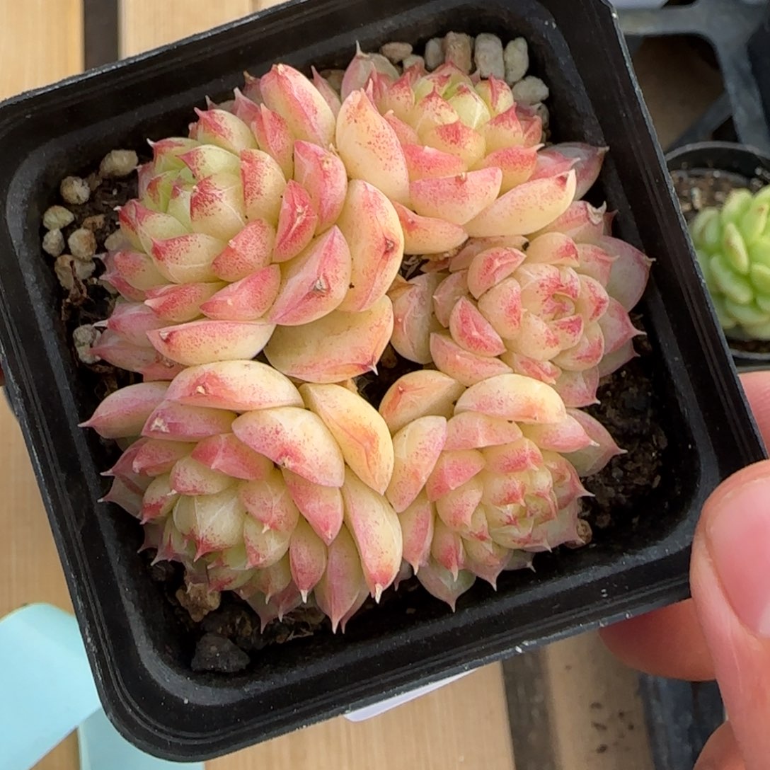 一物一拍麦秆珍妮07219