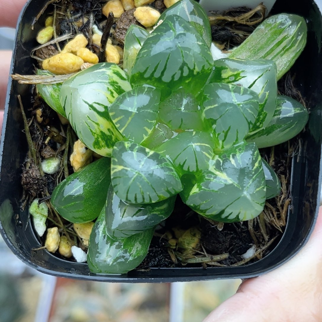 5大窗老川灯芯玉露锦福利专场