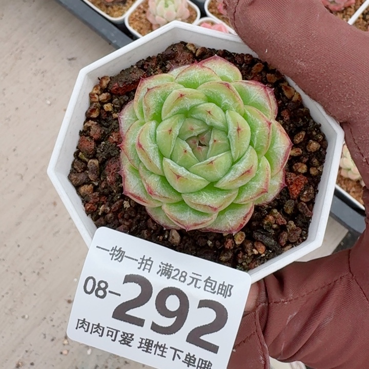 话梅多肉无盆土发货多肉
