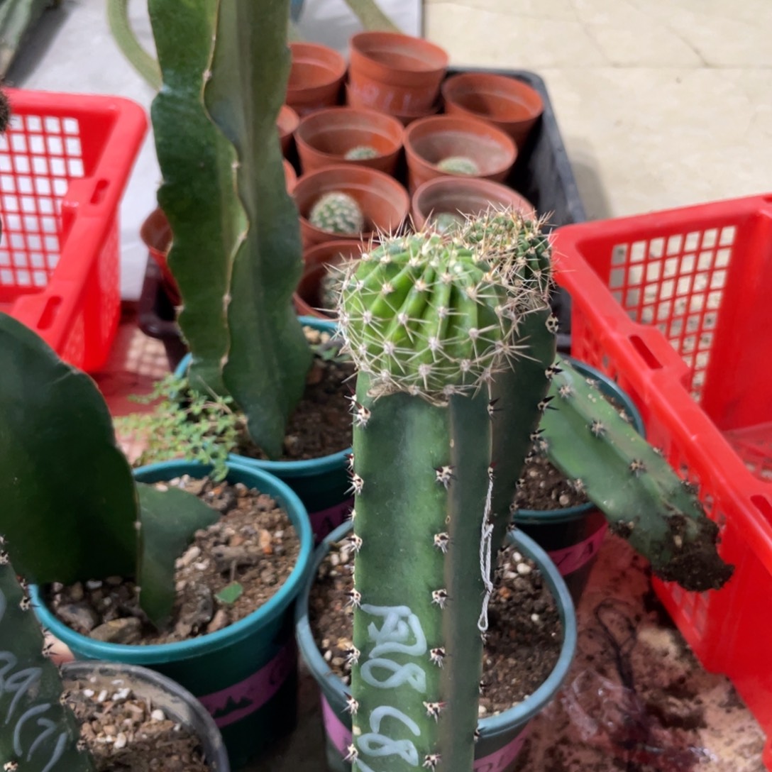 新品彩草凤羽8母本袖铺