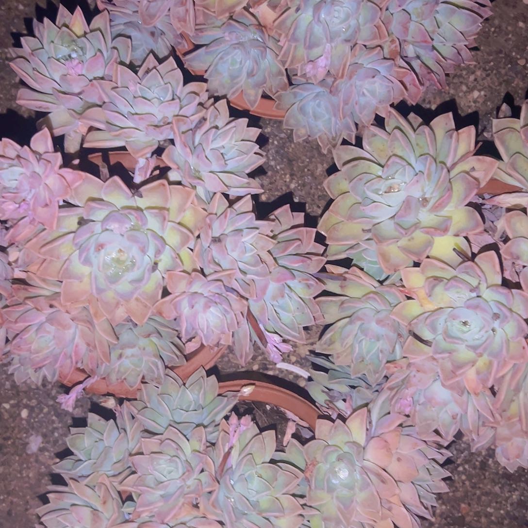 大哈利17.99米一盆包邮