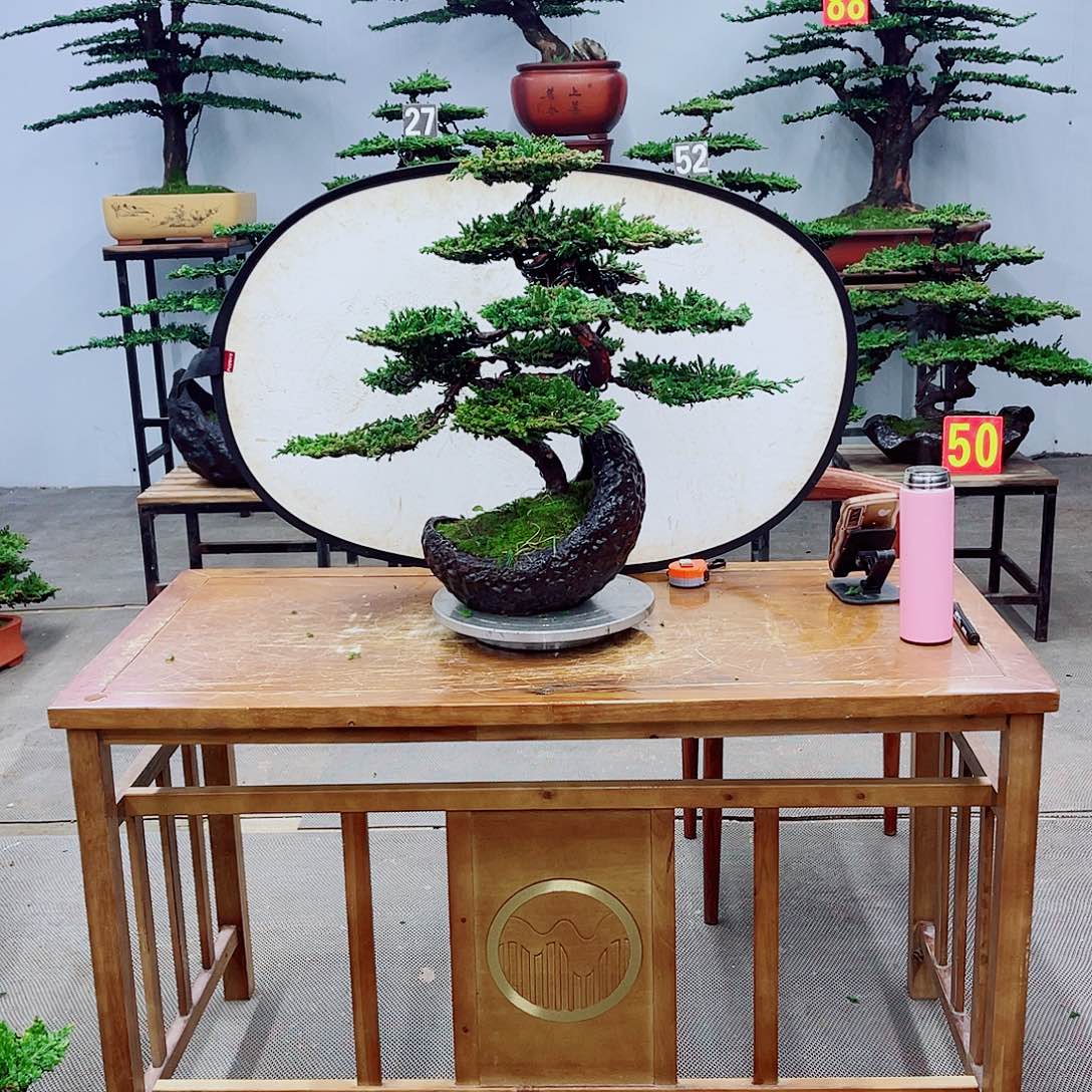 无花朵精品盆景一物一拍