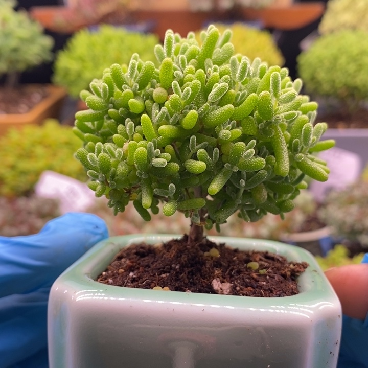 无花朵10蜜橘。    