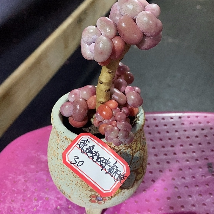 我***烤胭脂精品多肉桃蛋