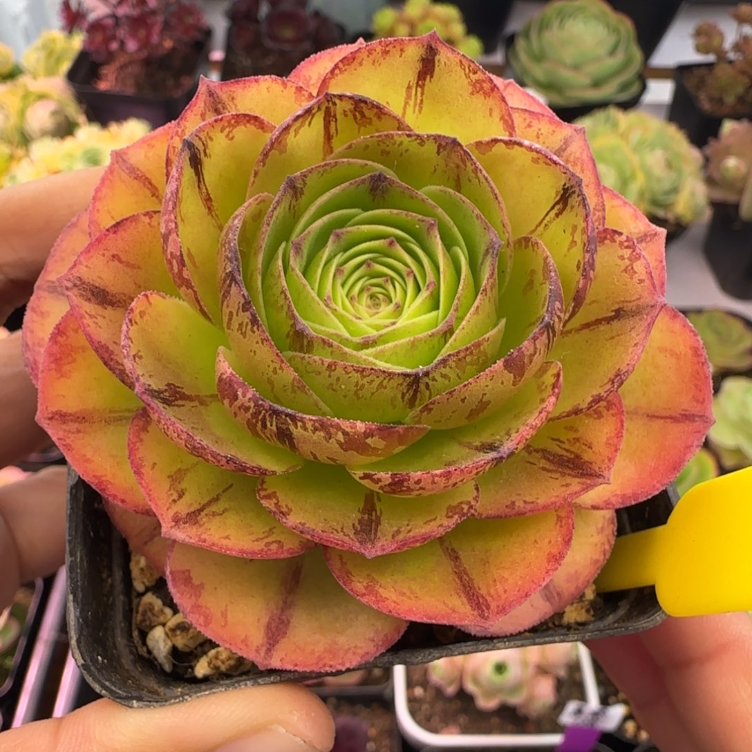 L93半城玫瑰枚法