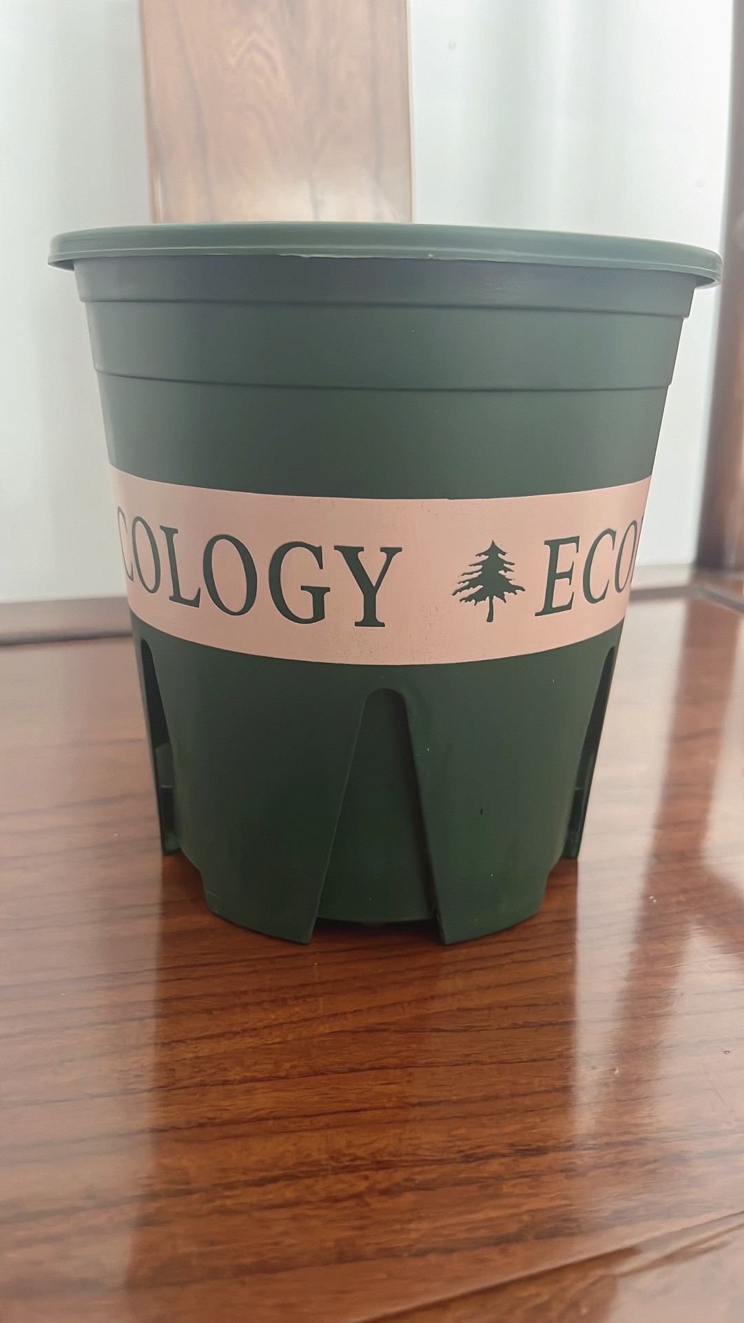 蝴蝶兰加仑盆（180/160/140)  福利价