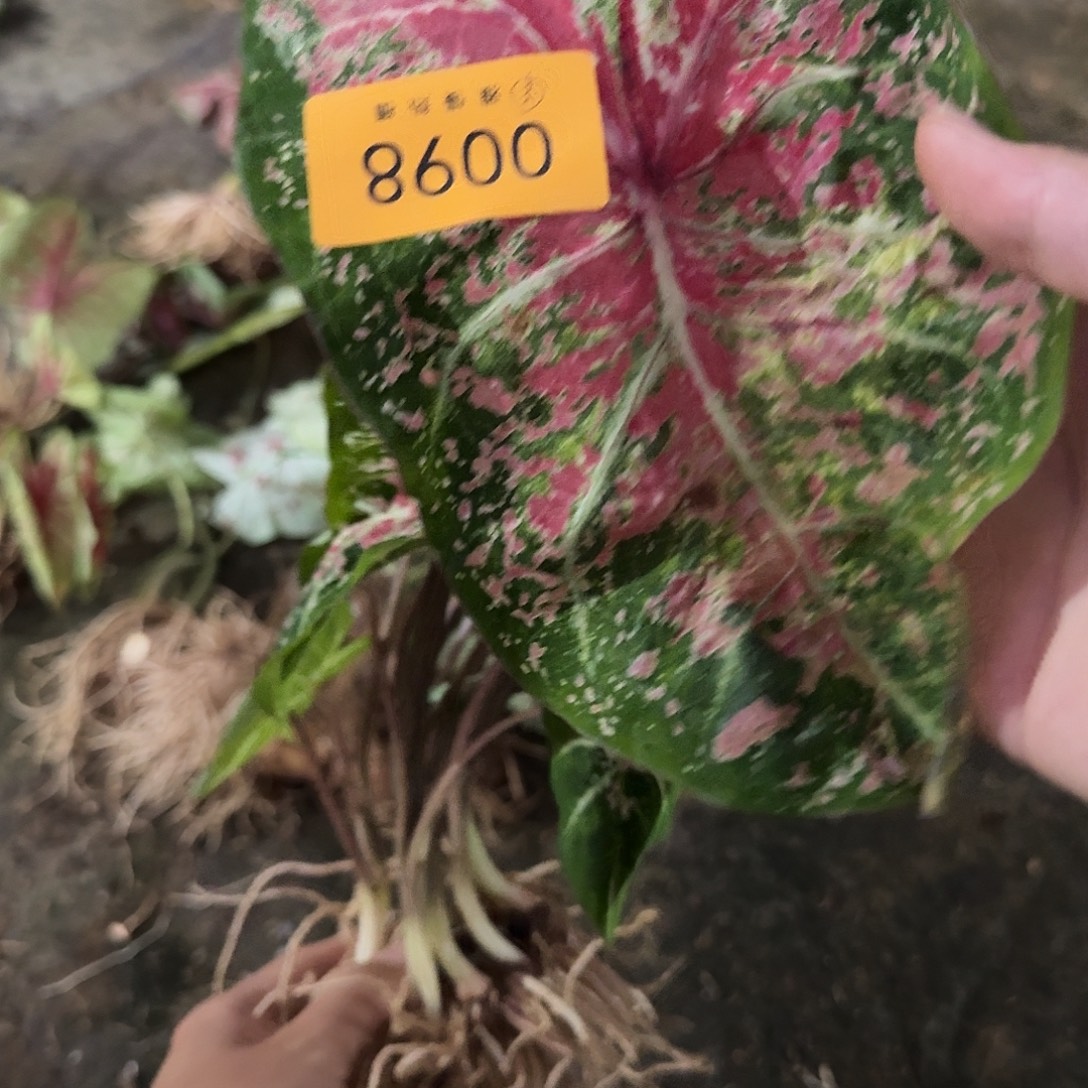 完全开放0098粉色云裸球不售后