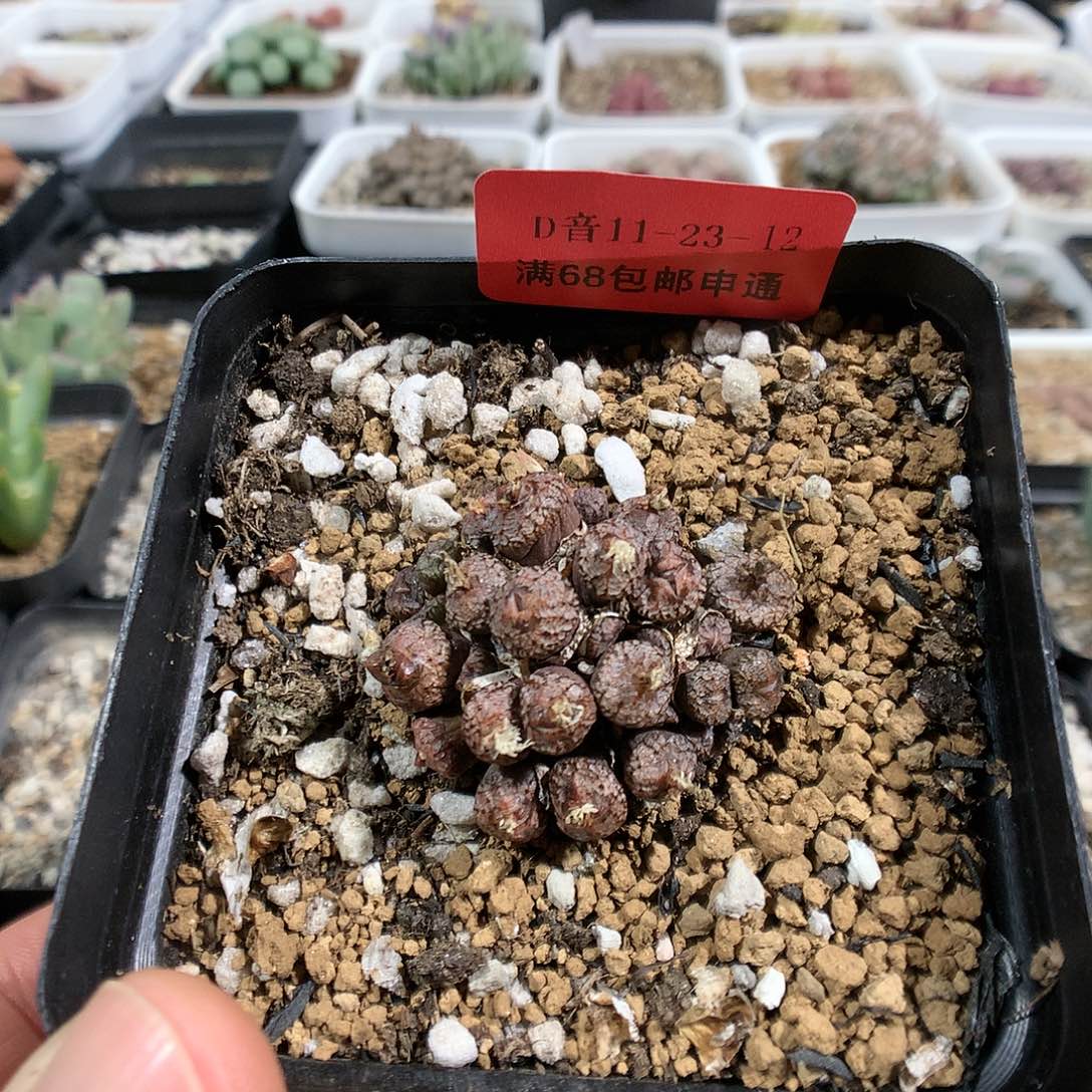 11-23-12    康菩提1群