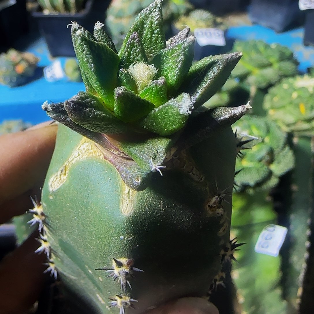 龙角辛顿665仙人球