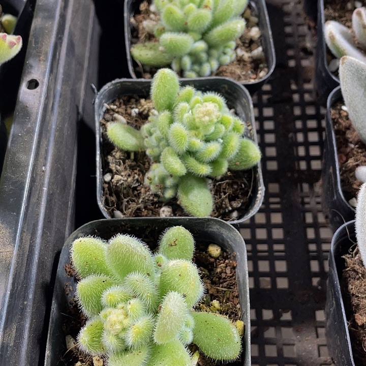 信冻泥带盆土发货