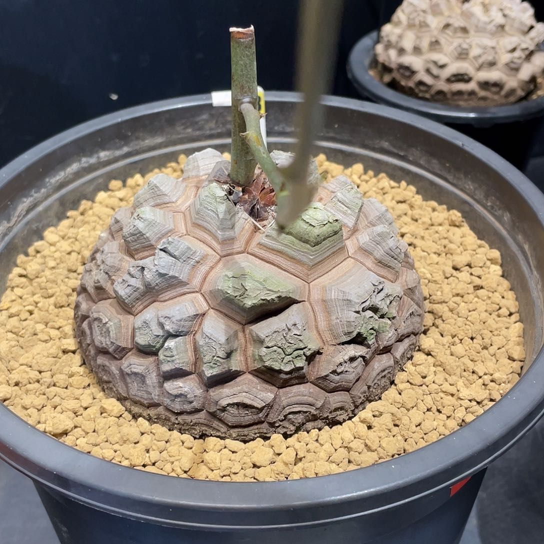 83剑甲龟甲龙盆栽