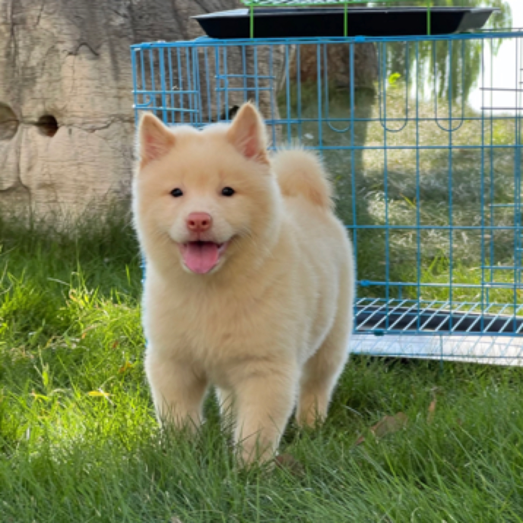 白土松中华田园犬广西土狗长毛熊版广西田园犬正宗纯种