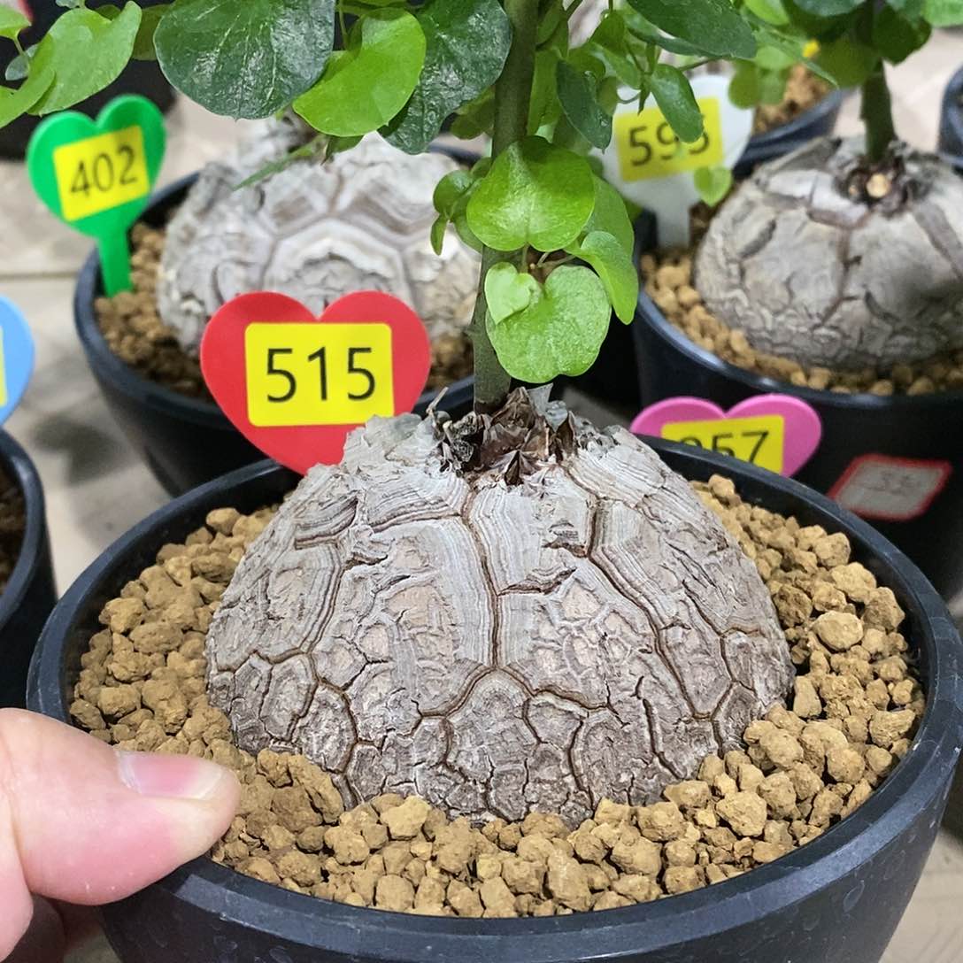 南非龟甲龙龟甲龙