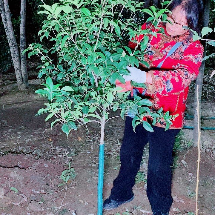 九****完全开放2左右四级桂