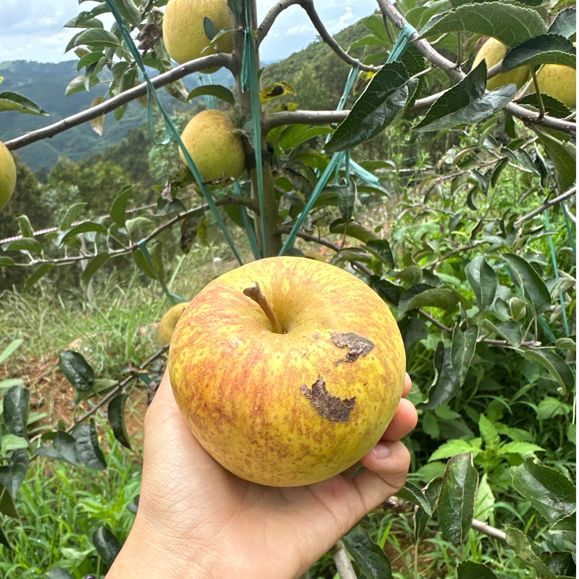 云南高山丑维纳斯冰糖心苹果新鲜脆爽多汁酸甜可口水果