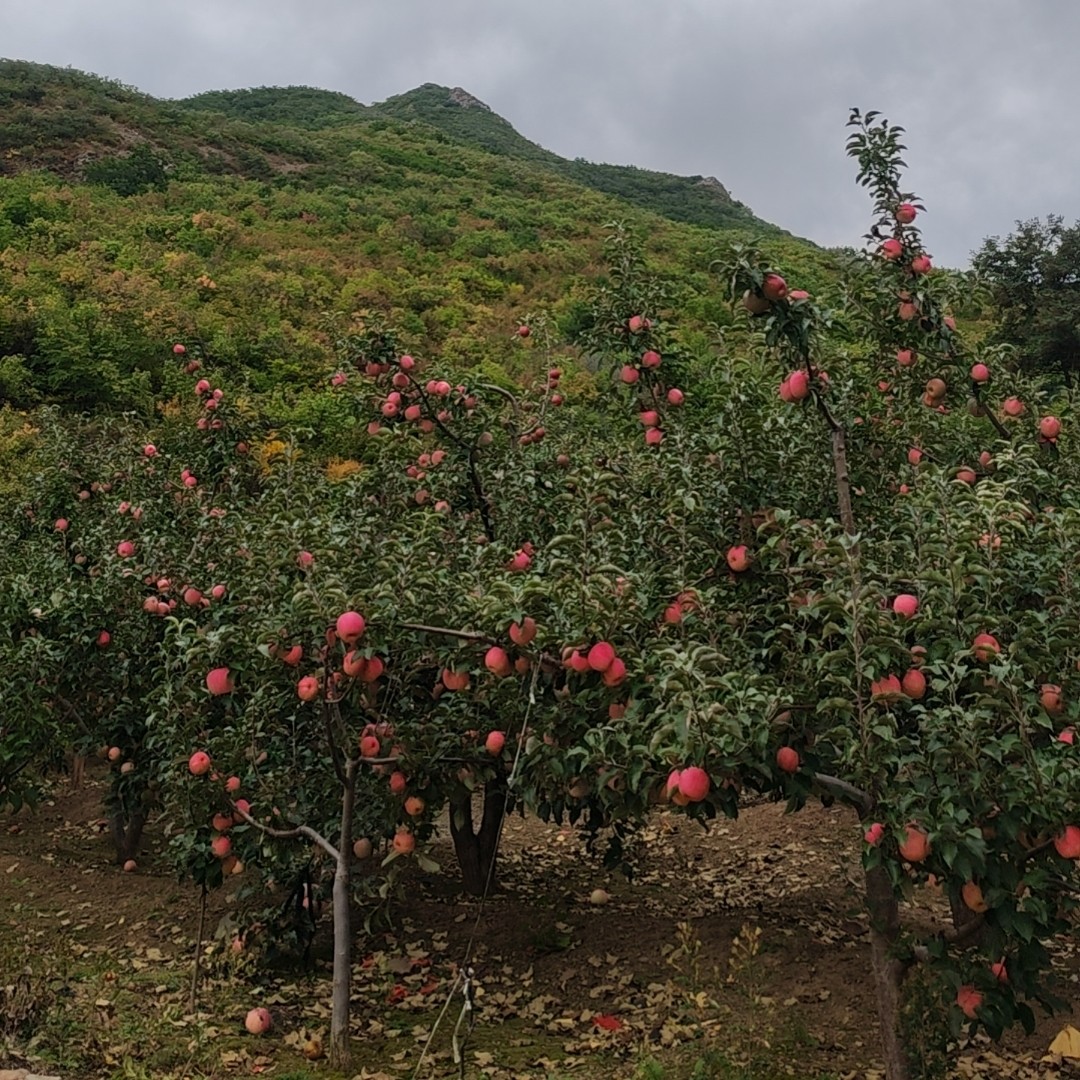 内蒙古宁城宁丰十号苹果甜酸脆皮薄多汁应季鲜果产地直发(同城拍）
