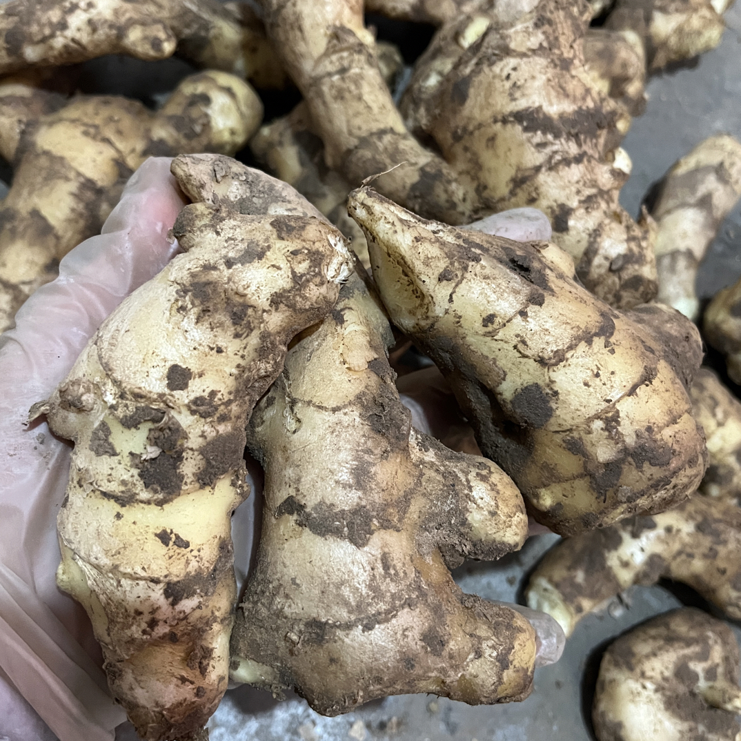 2025大肉姜姜枝单叉鲜嫩多汁月子姜醋泡炒菜生吃泡茶洗头不硫不药