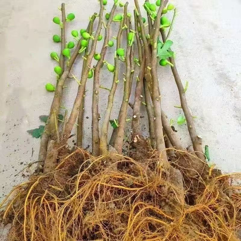 土球地苗 无花果盆栽地栽南方北方均可种植摘果摘叶70~90高度发货