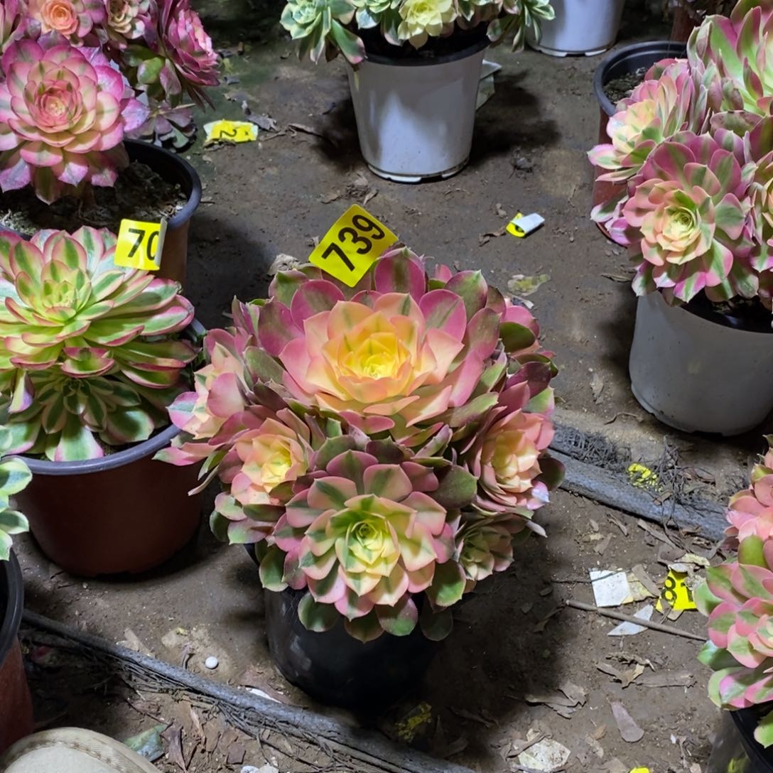 善***言香妃多肉法师739