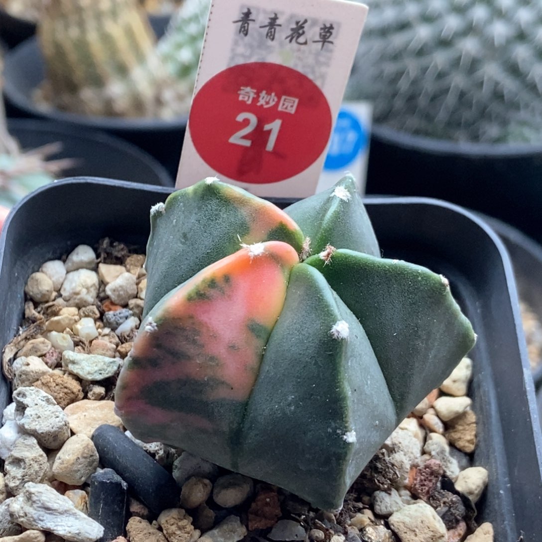 实生龟甲鸾凤玉锦4.4xm