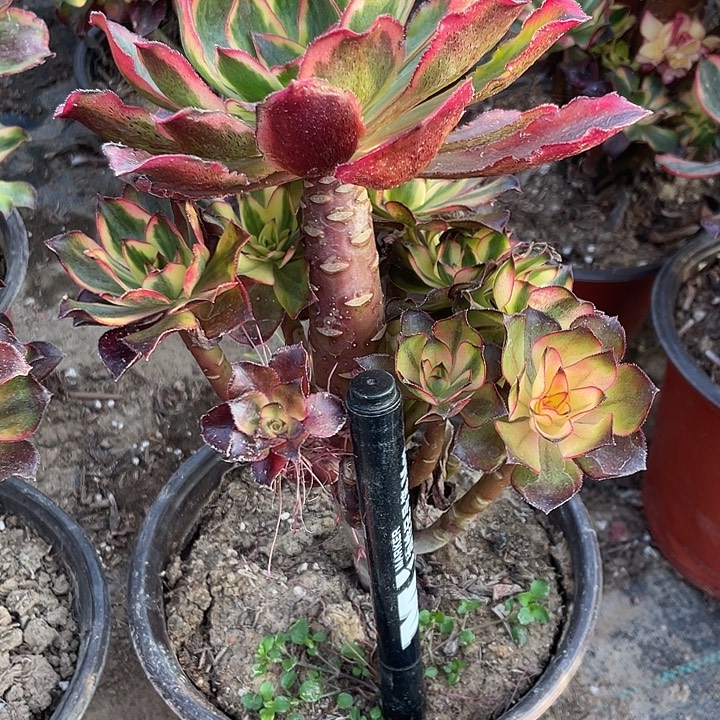 野***兰法师植物魅影法师537