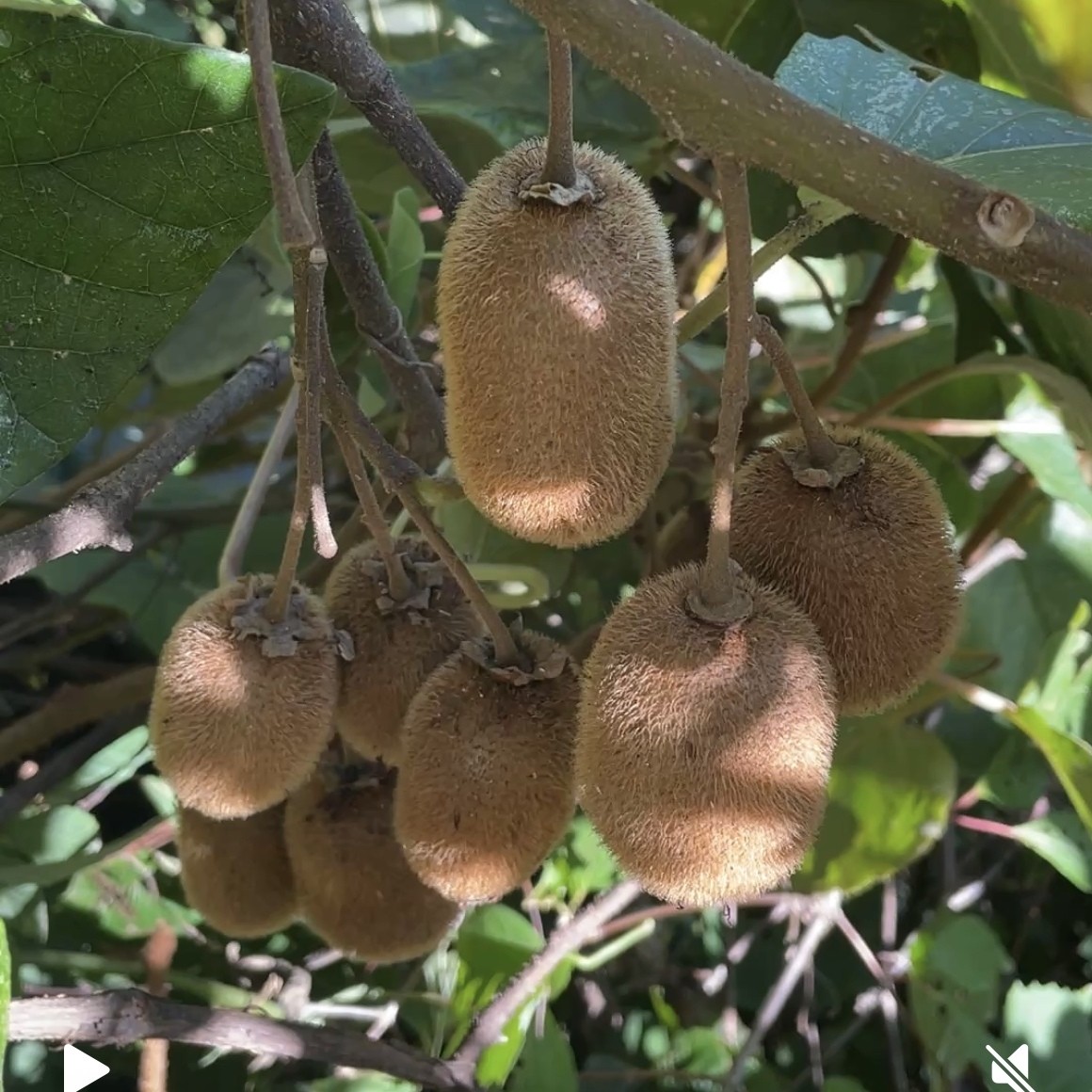 野生现摘猕猴桃新鲜采摘香甜多汁当季水果