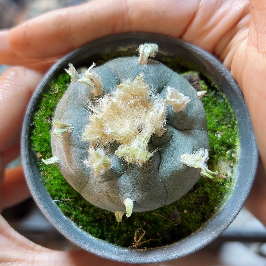 实生长毛kk勒骨乌4.8公分