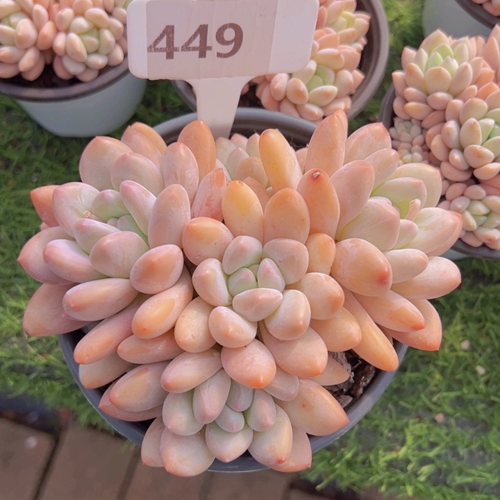 健健康康平平安安