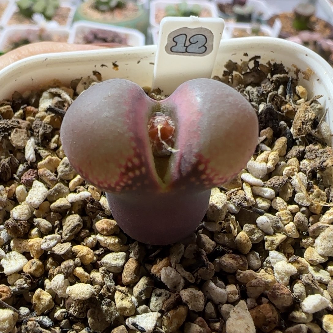 大紫红风铃玉。   精品。 12