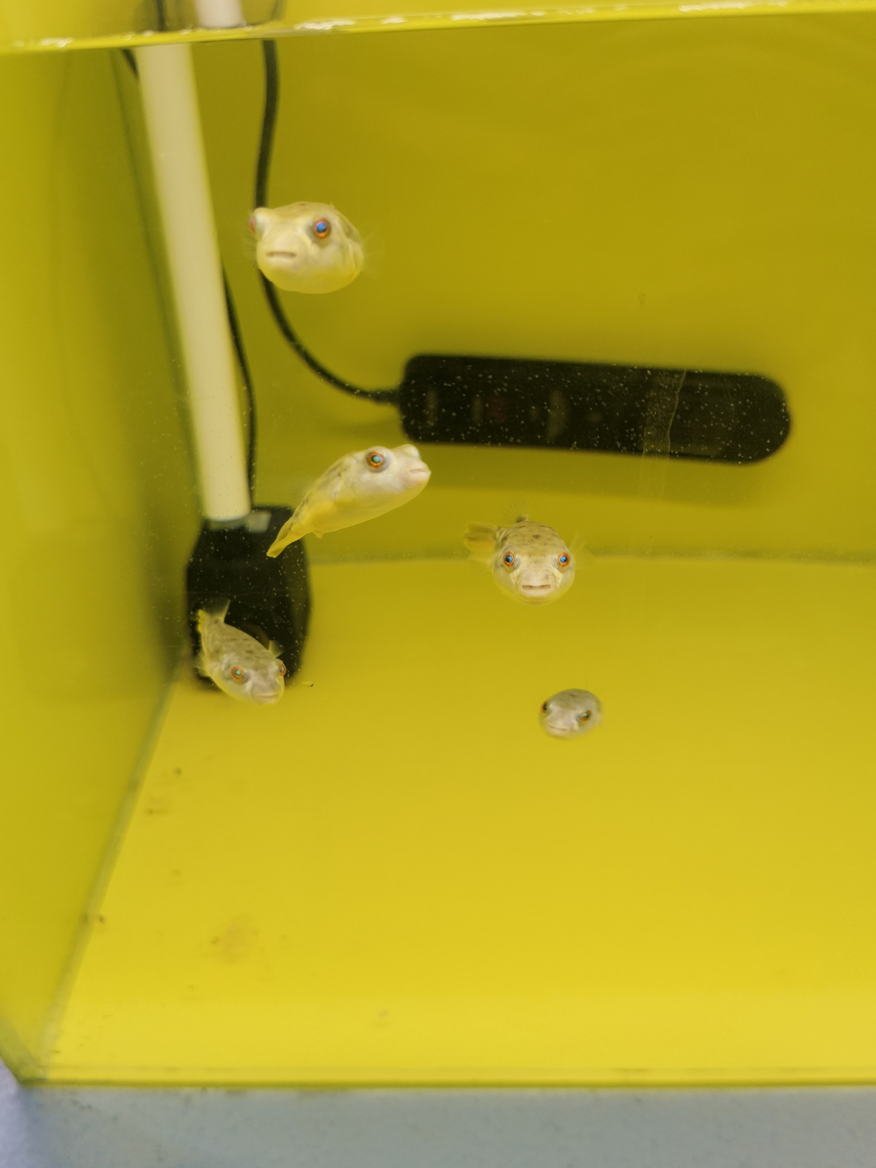 斑马狗头苗子4—5厘米（3条）