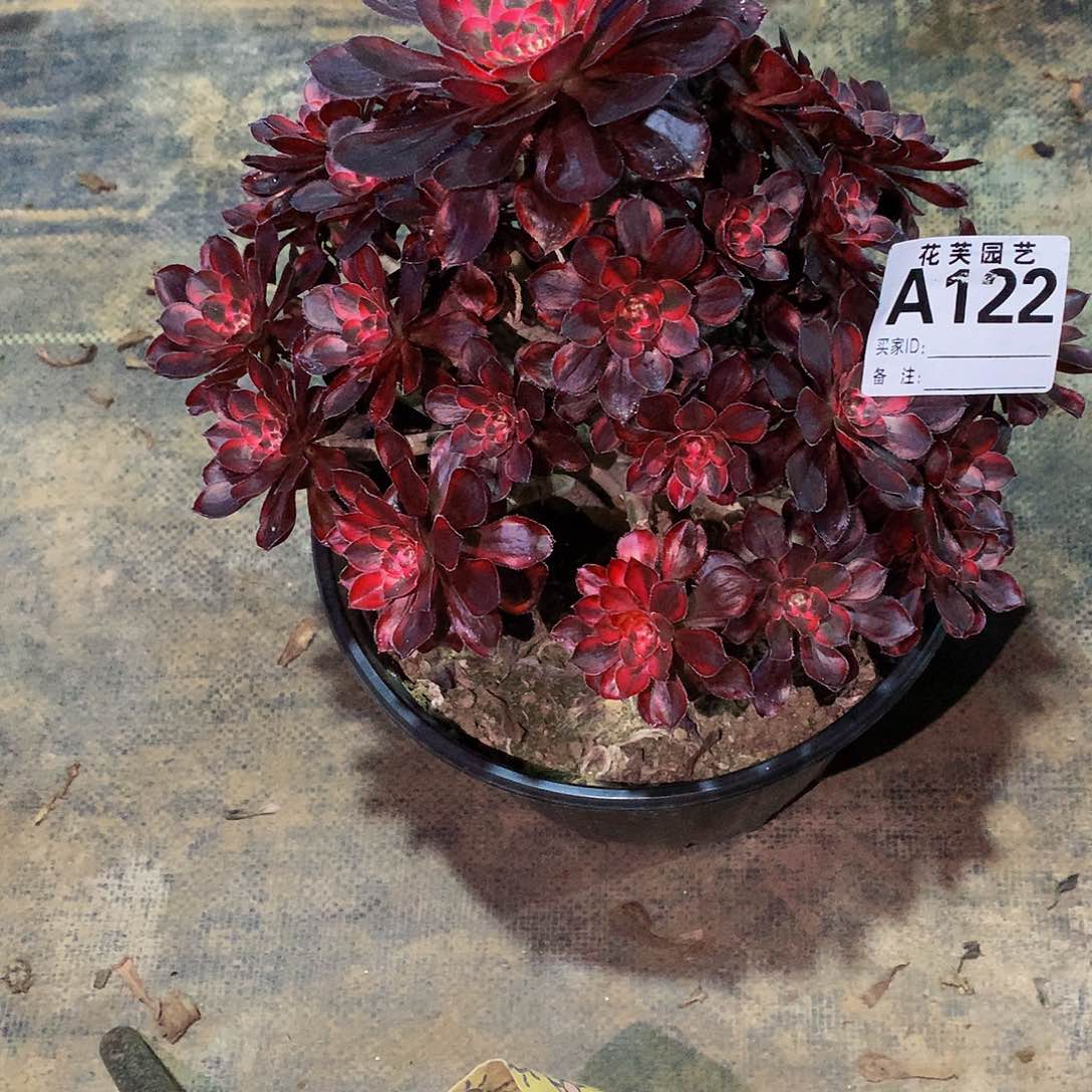 122多肉法师想麦麸