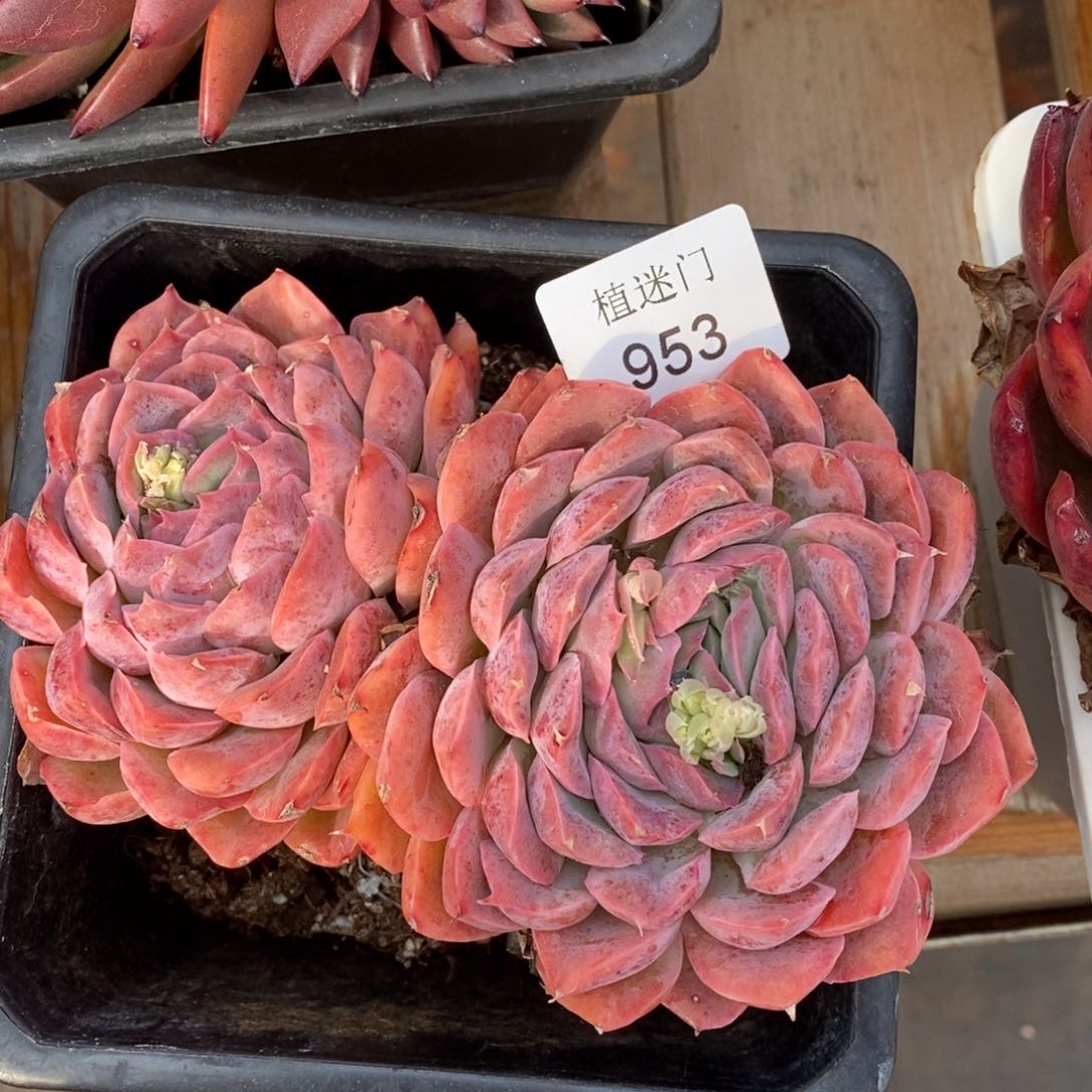 是**呀杂交精品多肉953